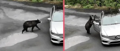 Oso abre con mucha facilidad la puerta de un vehículo, pero los gritos de las personas lo ahuyentan Oso abre con mucha facilidad la puerta de un vehículo, pero los gritos de las personas lo ahuyentan