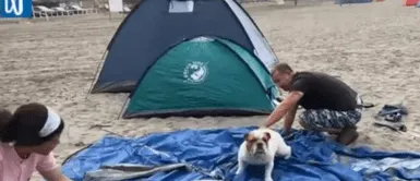 El perrito se mostró emocionado en la playa. Perrito tiene su propia carpa para disfrutar día de playa tras Año Nuevo