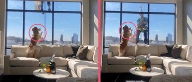 MASCOTAS: Perrito se emociona al ver bajar a su papá humano a través de la ventana de un edificio MASCOTAS: Perrito se emociona al ver bajar a su papá humano a través de la ventana de un edificio