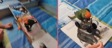 Loro se vuelve viral en redes sociales por su impresionante dominio con el skate y la bicicleta Loro se vuelve viral en redes sociales por su impresionante dominio con el skate y la bicicleta