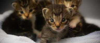 Los mininos fueron atacados mientras estaban en un árbol. Chiclayo: 15 gatos fueron quemados con gasolina en un parque en Año Nuevo