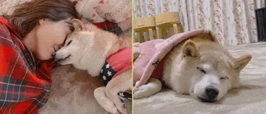 La perrita fue la inspiración para el meme 'Doge'. Kabosu: La perrita famosa del meme se encuentra en estado crítico de salud