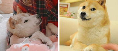 Kabosu, famosa perrita del meme Doge, se encuentra en estado crítico Kabosu, famosa perrita del meme Doge, se encuentra en estado crítico