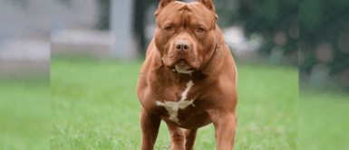 Acuchilló y mató a un pitbull después de que el perro atacara a su hijo en la calle Hommbre mató a cuchillazos a pitbull luego que el perro agrediera a su hijo en la calle