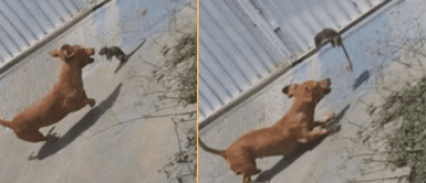 El perrito causó sensación en TikTok. Perrito pelea con rata en plena calle y se vuelve viral en las redes