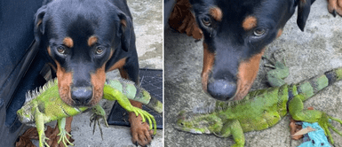 Perrito recibió fuerte llamado de atención de su dueño por travesura. Perro atrapa una iguana y su papá humano lo resondra: "Suelto eso, Gustavo, ese animalito no te hizo nada"