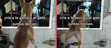 Perrita se cree gato y salta por las ventanas de su casa como uno: “A tu perro lo vuelvo mi gato” Perrita se cree gato y salta por las ventanas de su casa como uno: “A tu perro lo vuelvo mi gato”