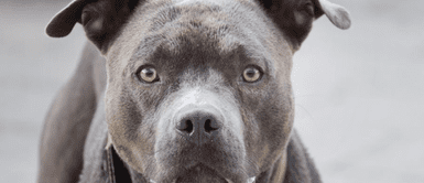 El hombre pidió que sacrifiquen al can pitbull. Sujeto mató a perro pitbull que mordió a su hijo en el cuello: "Los dejan en la calle"