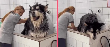 MASCOTA: Perrito sufre y llora por no querer ser bañado en veterinaria MASCOTA: Perrito sufre y llora por no querer ser bañado en veterinaria