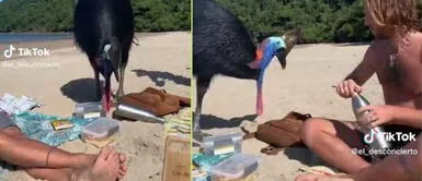 Es la segunda ave más grande del mundo. Jóvenes alimentan a ave sin imaginar que es la más peligrosa y letal del planeta