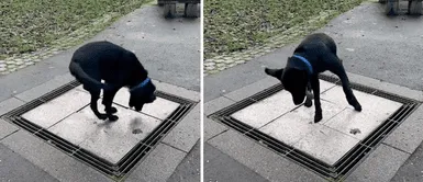 Tiktok viral: perrito disfruta jugando con la pileta pública en el parque Tiktok viral: perrito disfruta tomando agua en la pileta pública en el parque