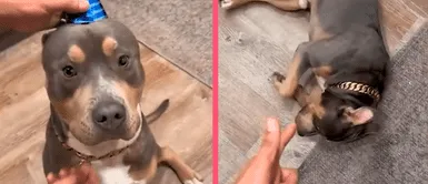 Perrito pitbull es agasajado por cumpleaños y sorprende a usuarios en TikTok por buenos modales Perrito pitbull es agasajado por cumpleaños y sorprende a usuarios en TikTok por buenos modales