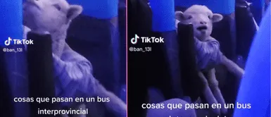 La oveja se mostró tranquila durante el viaje. Captan a joven con su ovejita en un bus interprovincial y se vuelve viral en redes