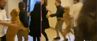 El perrito se puso a bailar con sus amos en casa. Perrito festeja con sus dueños en fiesta familiar y se vuelve viral en redes