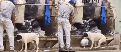 Perrito se volvió viral por su tierno gesto. Perrito colaborador ayuda a recolectores y deja su bolsa en camión de basura