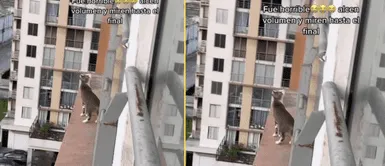 El gatito impresionó a su mamá humana. Gatito asustó a su mamá humana tras jugar al filo de un octavo piso