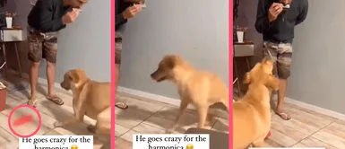 Perrito baila al compás de una armónica, pero juguete sexual se roba la atención Perrito baila al compás de una armónica, pero juguete sexual se roba la atención