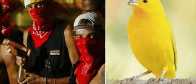 Los ciudadanos de Brasil protestaron en las calles para pedir justicia por el asesinato a tres menores de edad El caso que enlutó a Brasil: tres niños fueron asesinados por robar un pájaro de un narcotraficante