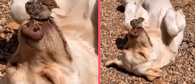 MASCOTAS: Perrito se vuelve viral al mantenerse acostado sin moverse para que un ave pueda reposar en su hocico MASCOTAS: Perrito se vuelve viral al mantenerse acostado sin moverse para que un ave pueda reposar en su hocico