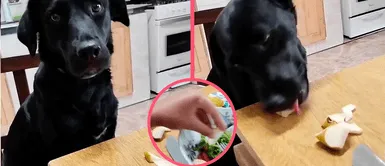 Perrito se niega a comer y su mamá humana le hace creer que le da comida de su plato Perrito se niega a comer y su mamá humana le hace creer que le da comida de su plato
