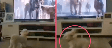 MASCOTAS: Perrito se asusta y corre por su vida al ver la película de ‘El rey león’ MASCOTAS: Perrito se asusta y corre por su vida al ver la película de ‘El Rey León’