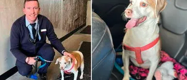 Perrita 'Baby Girl' fue rescatada en el aeropuerto. Esto sucedió en Estados Unidos Insólito: perrita fue abandonada en aeropuerto porque su jaula no entró en el avión