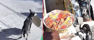 El habilidoso perrito se volvió viral en TikTok. Perrito callejero aprovecha distracción de una familia para robarse su comida y conmueve en redes
