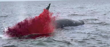 Las ballenas explotan luego de partir a la vida eterna. ¿Por qué las ballenas explotan?