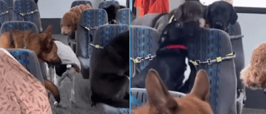 El perrito se alegró al ver a sus amigos de cuatro patas. Perrito y su emotiva reacción al subir a bus con otros peludos: "Se ven más educados que los humanos"