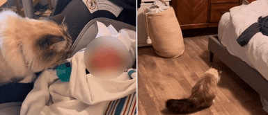 Gato y bb Gatita miró al recién nacido de sus amos y se fue a vomitar: "No fue lo planeado"