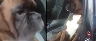 El vídeo del perrito se volvió viral y ya tiene millones de visualizaciones. No quiso bajarse del carro: Perrito se ofendió con su dueño por llevarlo al veterinario