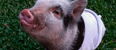 Cerdita fue asesinada Pareja dio en adopción a su cerdita mascota y el nuevo dueño se la comió en un asado