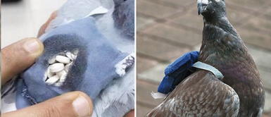 Paloma mensaje transportaba droga a la cárcel Insólito: paloma mensajera trasladaba droga a una cárcel de Canadá