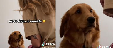 Perrita se mostró arrepentida por arrancar una planta. TikTok: Perrita muestra arrepentimiento ante regaños de su dueña