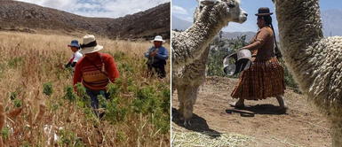 Los peruanos podrán acceder a un bono de 800 por hectárea. Bono Sequía 2023: ¿quiénes podrán cobrar el subsidio de 800 soles por hectárea?