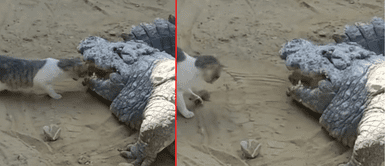 El gatito mostró sus habilidades para robarse la comida. Gato ingresa a las fauces de un cocodrilo y le quita un poco de carne: "El más valiente que he visto"