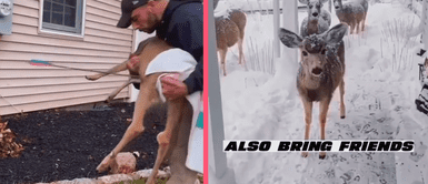 Hombre rescata a ciervo herido y en agradecimiento regresa con su familia Hombre rescata a ciervo herido y en agradecimiento regresa con su familia