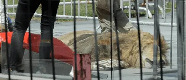 El león fallecido tenía 14 años de edad. Arrojan un león muerto en el exterior del palacio presidencial de Chile como protesta