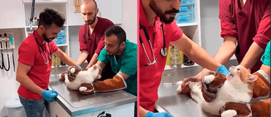 MASCOTAS: Gatito sorprende con escándalo por vacunas y video remece las redes sociales MASCOTAS: Gatito sorprende con escándalo por vacunas y video remece las redes sociales