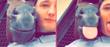 MASCOTAS: Caballo ama los selfies y saca la lengua para tomarse una foto con su papá humano MASCOTAS: Caballo ama los selfies y saca la lengua para tomarse una foto con su papá humano