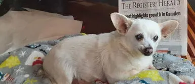 Spike ganó los premios de Record Guinness por ser el perrito más longevo. De ser abandonado a convertirse en el perrito más viejo del mundo: conoce la historia de Spike