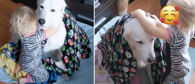 Queda comprobado que el mejor amigo del hombre es el perro Niño se preocupó por su perrito y lo arropó con mantas para protegerlo del frío