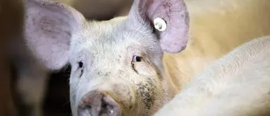 Luego de la descarga eléctrica, el chancho reaccionó y atacó a un carnicero. Hong Kong: chancho mata a carnicero que lo iba a sacrificar en una granja