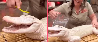 VIRAL: Cocodrilo explota en felicidad tras ser cepillado por su cuidadora VIRAL: Cocodrilo explota en felicidad tras ser cepillado por su cuidadora