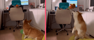 Perrito se vuelve viral al jugar basquetbol con un aro ubicado en la cabeza de sus papás humanos Perrito se vuelve viral al jugar basquetbol con un aro ubicado en la cabeza de sus papás humanos