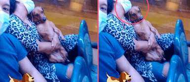 Fotografía de una mujer durmiendo con su perro en brazos en una combi es viral Fotografía de una mujer durmiendo con su perro en brazos en una combi es viral: "Las croquetas están caras"