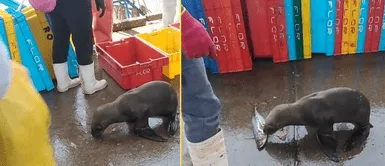 Lobo marino sorprendió a comerciantes de terminal pesquero. Lobo marino aparece en terminal pesquero y vendedores llenan su pancita: "Me partió al alma"