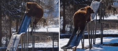 Viral: oso pardo es captado disfrutando al jugar en un columpio de un patio Viral: oso pardo es captado disfrutando al jugar en un columpio de un patio