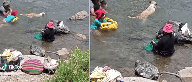 Perrito disfrutó momentos en el río con sus dueños. Perrito se pone a nadar mientras su dueña lava la ropa en el río y enternece en redes