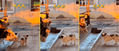 La vaca hizo algo inesperado que enojó al perrito. Vaca trata de jugar con un perrito, pero este tiene inesperada reacción